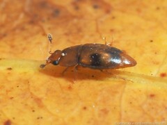 Epuraea ocularis