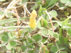 Oxalis compressa