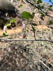 Ribes malvaceum
