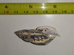 Drymaeus megas