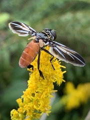 Galactomyia