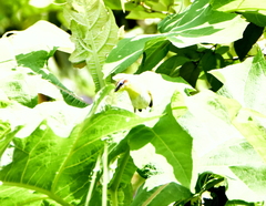 Basileuterus rufifrons