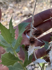 Ambrosia ilicifolia