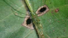 Tetragnatha hasselti
