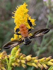 Galactomyia