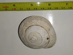 Isomeria scalena