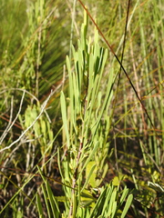 Strangea linearis