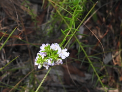 Westringia tenuicaulis