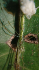 Tetragnatha hasselti