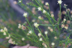 Baccharis pilularis