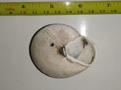 Isomeria scalena
