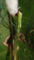 Tetragnatha hasselti