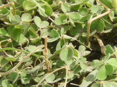 Oxalis compressa