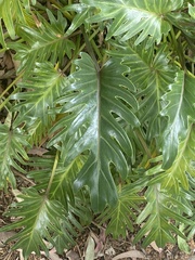 Thaumatophyllum xanadu