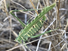 Insara elegans