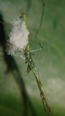 Tetragnatha hasselti