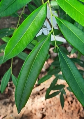 Simarouba