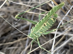 Insara elegans