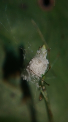 Tetragnatha hasselti