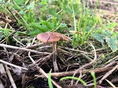Psilocybe cyanescens