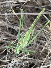 Insara elegans