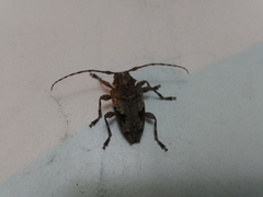 Aegomorphus jaspideus