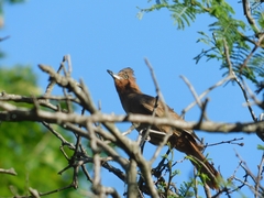 Pseudoseisura lophotes