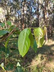 Glochidion ferdinandi