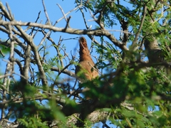Pseudoseisura lophotes