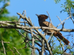 Pseudoseisura lophotes