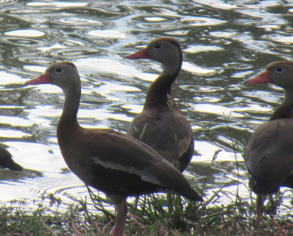 Blackbellied WhistlingDuck from Wilson Ledbetter Park, FM 1600, Cameron, Milam Co, TX, USA on