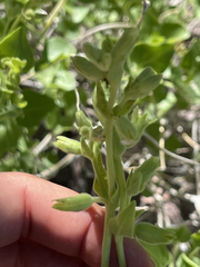 Mirabilis