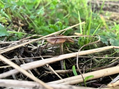 Psilocybe cyanescens