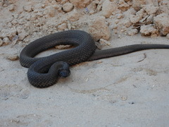 Thamnophis validus celaeno