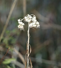 Pseudognaphalium obtusifolium