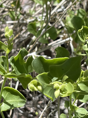 Mirabilis