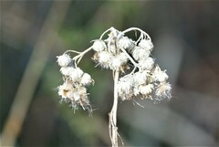 Pseudognaphalium obtusifolium