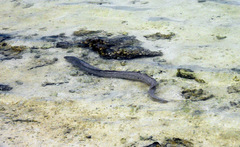 Gymnothorax pictus