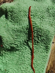 Arthurdendyus testaceus