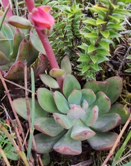 Echeveria quitensis