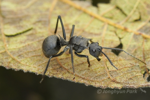 Polyrhachis sculpturataPolyrhachis sculpturata