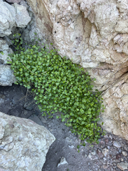 Pleurocoronis laphamioides