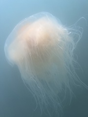 Phacellophora camtschatica