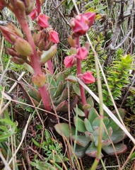 Echeveria quitensis