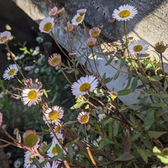 Erigeron karvinskianus