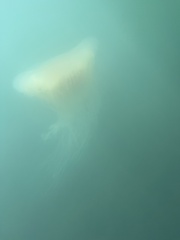 Phacellophora camtschatica