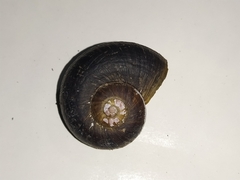 Gastropoda