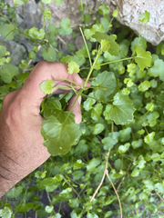 Pleurocoronis laphamioides