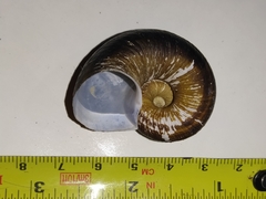 Gastropoda