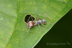 Polyrhachis bicolor
